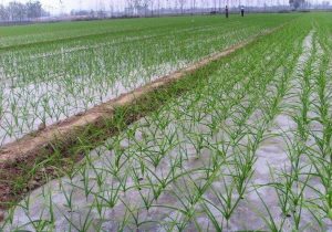 【四川】苍溪县2022年高标准农田建设项目勘察设计招标公告