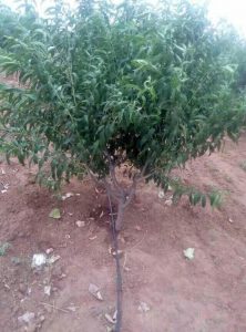 节水灌溉在果园的实践与应用